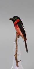 <b>Vogelpräparat Südostasien</b>