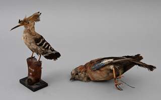 <b>Taxidermie / Vogelpräparat</b>
