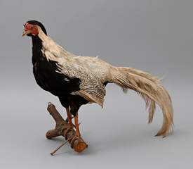 <b>Vogelpräparat</b>